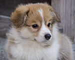 Собаки в Новосибирске: Щенок вельш корги пемброк Мальчик, Бесплатно - фото 3