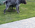 Собаки в Сочи: Найден Дратхаар , кобель, район Головинка Мальчик, Бесплатно - фото 3