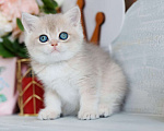 Кошки в Владивостоке: Голубая золотистая британская кошечка Девочка, 80 000 руб. - фото 1