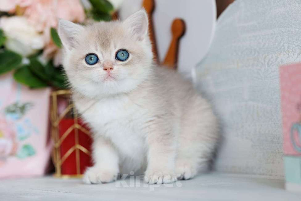 Кошки в Владивостоке: Голубая золотистая британская кошечка Девочка, 80 000 руб. - фото 1