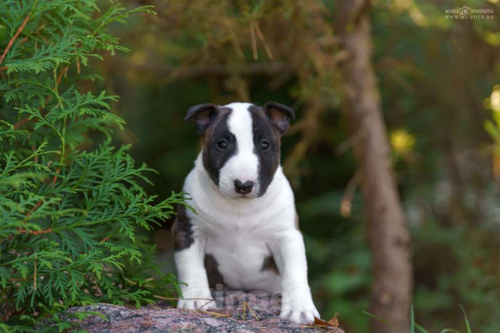 Собаки в Москве: Миниатюрный бультерьер щенок Мальчик, Бесплатно - фото 4