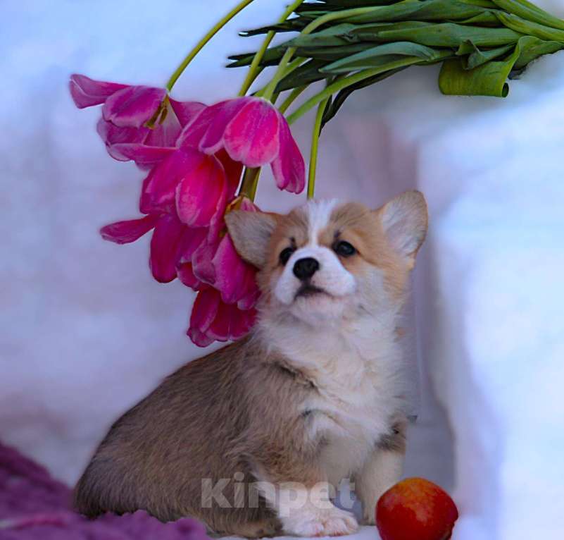 Собаки в других городах Московской области: кобель вельш корги пемброк Мальчик, 65 000 руб. - фото 5