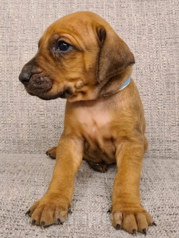 Собаки в Москве: Щенок Родезийского риджбека Мальчик, 60 000 руб. - фото 2