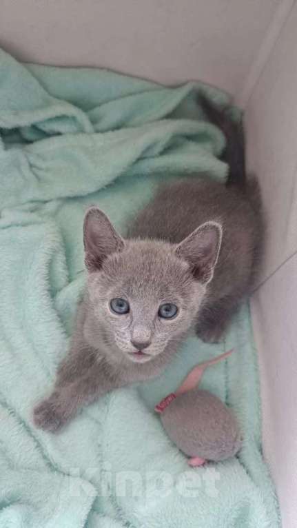 Кошки в Новосибирске: Котенок русской голубой кошки Мальчик, 45 000 руб. - фото 1