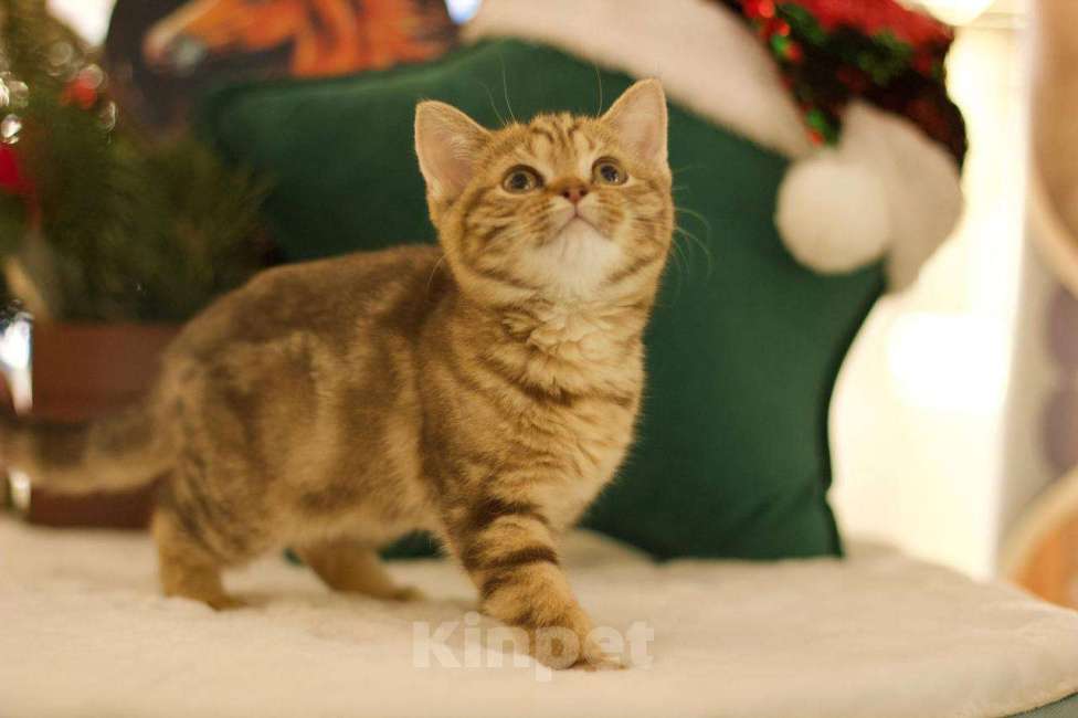 Кошки в Москве: Британский котенок Харизма Девочка, 50 000 руб. - фото 8