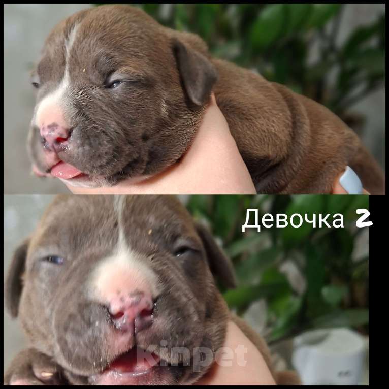 Собаки в Костроме: Американские булочки Девочка, 70 000 руб. - фото 1