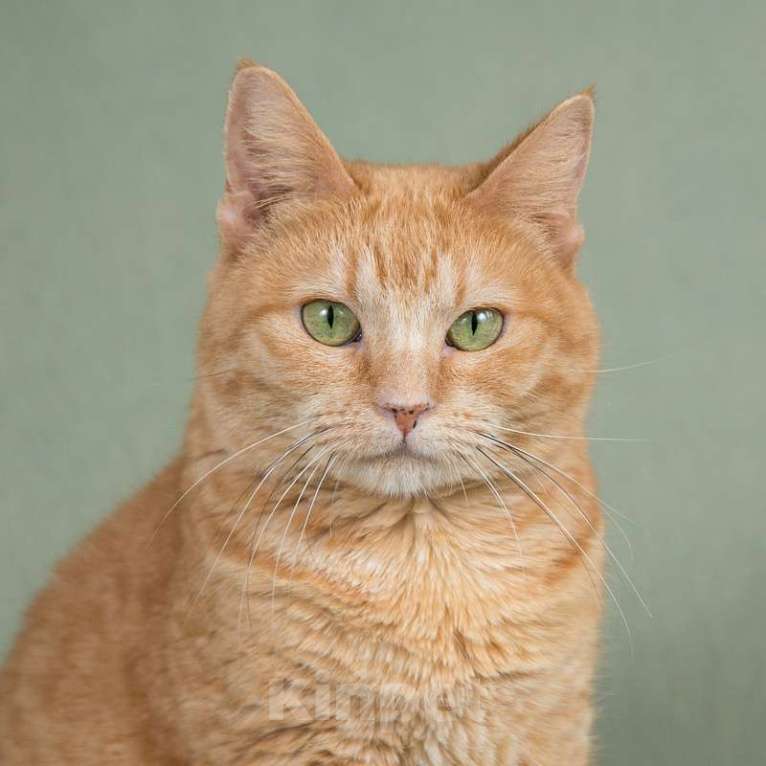 Кошки в Москве: Ярко-рыжая спокойная кошка Роза в добрые руки Девочка, 1 руб. - фото 4