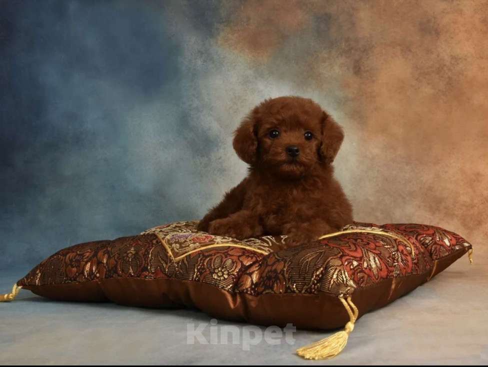 Собаки в Москве: Щенок Той Пудель мальчик Мальчик, 130 000 руб. - фото 2