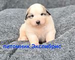Собаки в Екатеринбурге: Щенки Пиренейской горной собаки Девочка, Бесплатно - фото 1