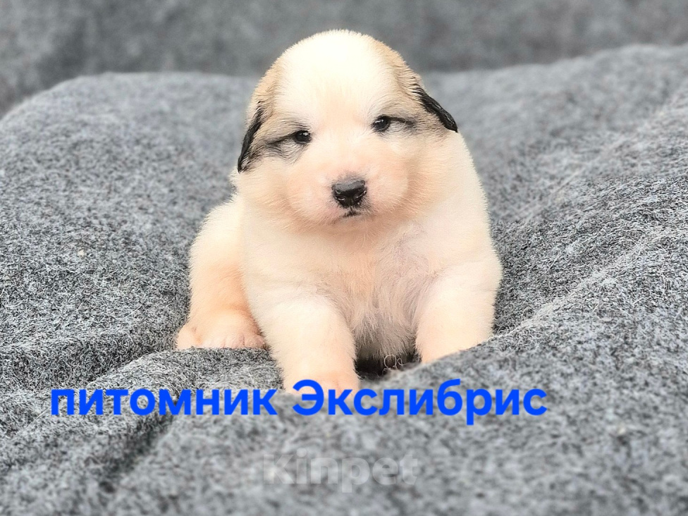 Собаки в Екатеринбурге: Щенки Пиренейской горной собаки Девочка, Бесплатно - фото 1