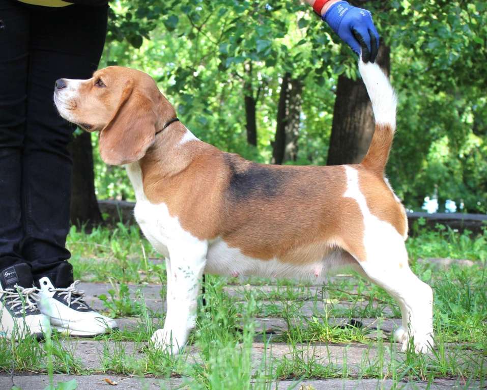 Собаки в Уфе: Бигль взрослая девочка Девочка, 30 000 руб. - фото 2