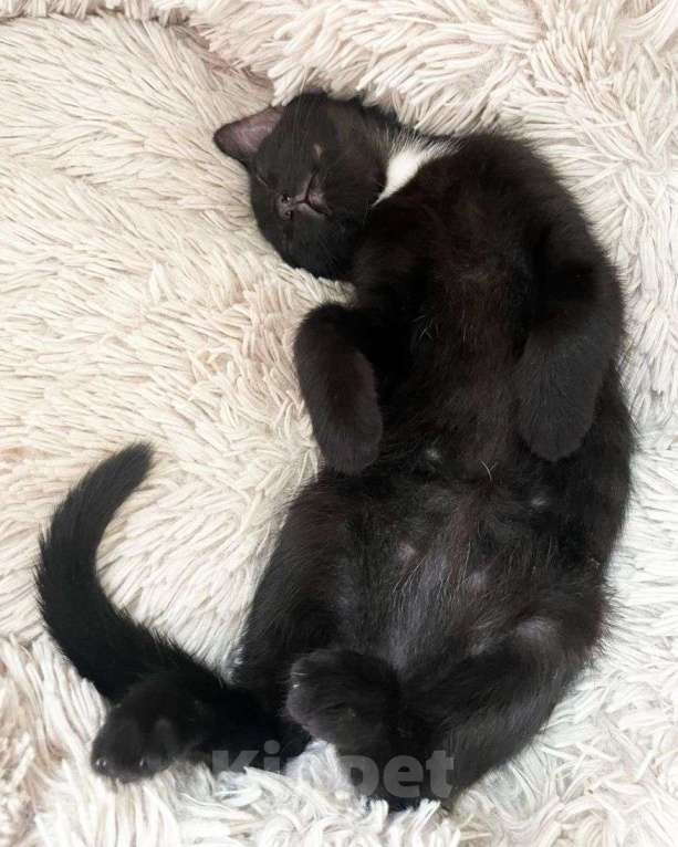 Кошки в Москве: Маленькая Клякса ищет дом Девочка, Бесплатно - фото 3