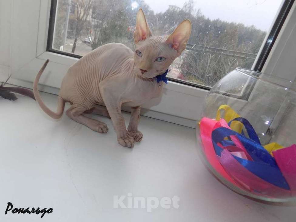 Кошки в Москве: Канадский сфинкс, мальчик Мальчик, 20 000 руб. - фото 7