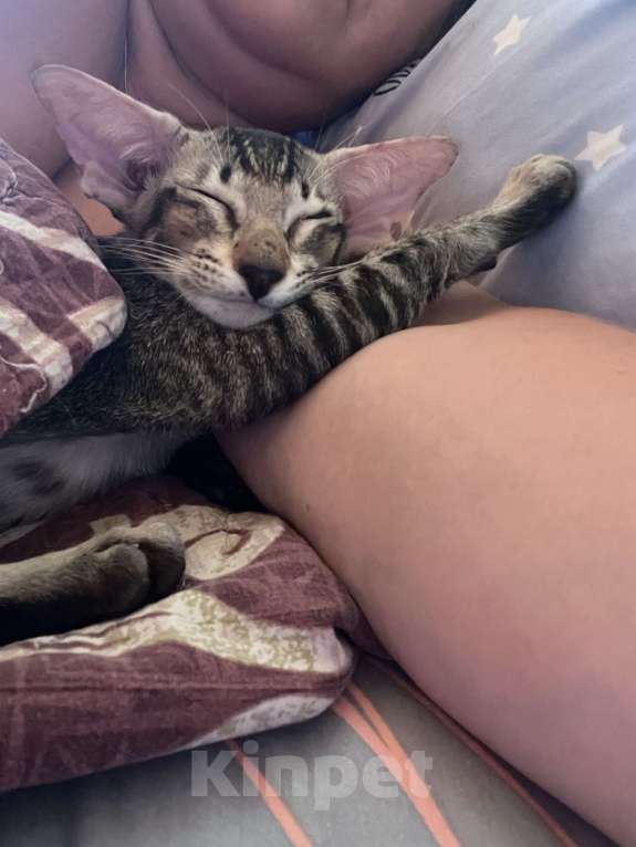 Кошки в Перми: Ориентальный котенок  Девочка, 35 000 руб. - фото 3