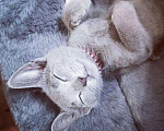 Кошки в Ливны: Котенок русский голубой. Породистые котята, 45 000 руб. - фото 6