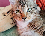 Кошки в Тамбове: Котенок девочка Девочка, Бесплатно - фото 3