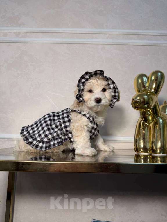 Собаки в Красногорске: Мальтипу девочка Девочка, 100 000 руб. - фото 4