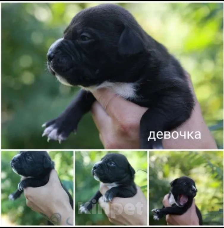 Собаки в Эртиле: Щенки питбуля Девочка, 11 000 руб. - фото 2