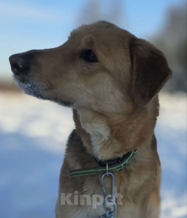 Собаки в Королеве: Нежная и доверчивая Лира. Девочка, Бесплатно - фото 3