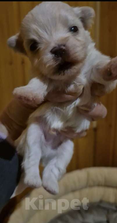 Собаки в Владикавказе: Мальтезе Мальчик, 35 000 руб. - фото 1