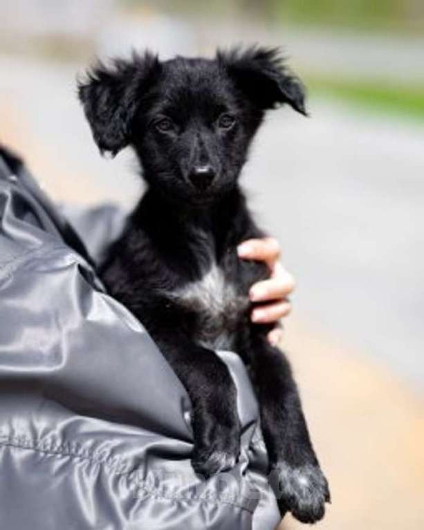 Собаки в Москве: Щеночки ищут дом. Девочка, Бесплатно - фото 6