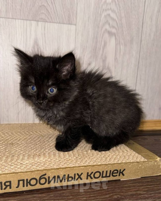 Кошки в Москве: Черный котенок ищет дом Мальчик, Бесплатно - фото 2