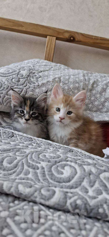 Кошки в Геленджике: Продаётся котёнок мейн-кун, мальчик, яркий рыжий окрас d 03 22, из питомника EdenLight (Геленджик) Мальчик, Бесплатно - фото 8