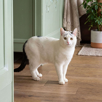 Девочки, записываемся на бровки!  Ищем дом бровястому Федору