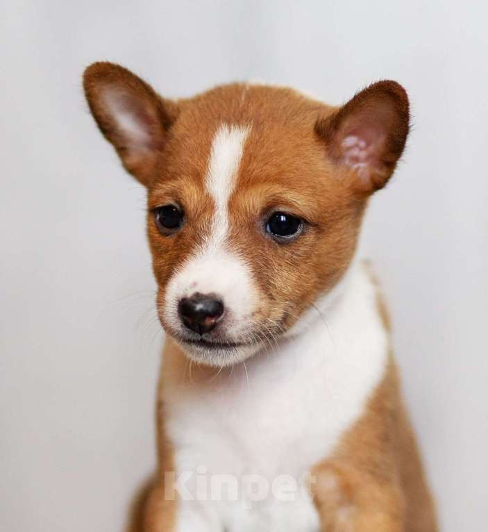 Собаки в Нижнем Новгороде: Милые щенки басенджи  Девочка, 70 000 руб. - фото 2