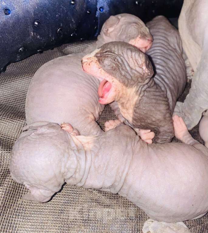 Кошки в Сочи: Канадский сфинкс  Девочка, 20 000 руб. - фото 9