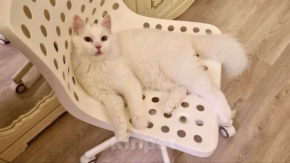 Кошки в Санкт-Петербурге: Белый красавчик котик Мальчик, Бесплатно - фото 3