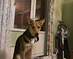 Собаки в Москве: Отдам собачку в добрые руки Мальчик, 100 руб. - фото 2