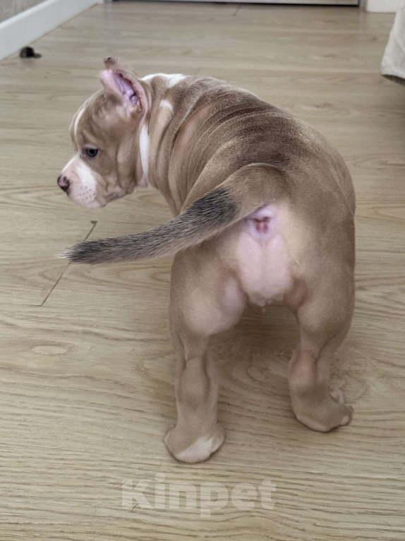 Собаки в Лыткарино: Американский Булли Девочка, 200 000 руб. - фото 6