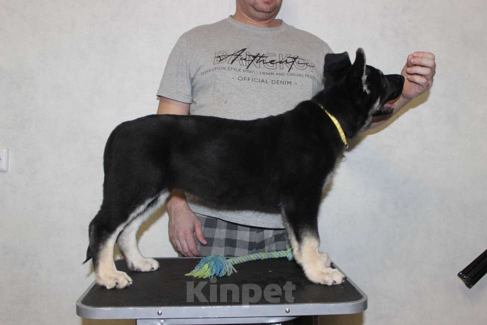 Собаки в Красноярске: Щенок ВЕО Наоми Энджел Девочка, Бесплатно - фото 3