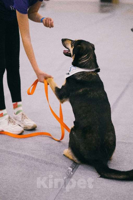 Собаки в Санкт-Петербурге: Киви из приюта в добрые руки Девочка, Бесплатно - фото 7