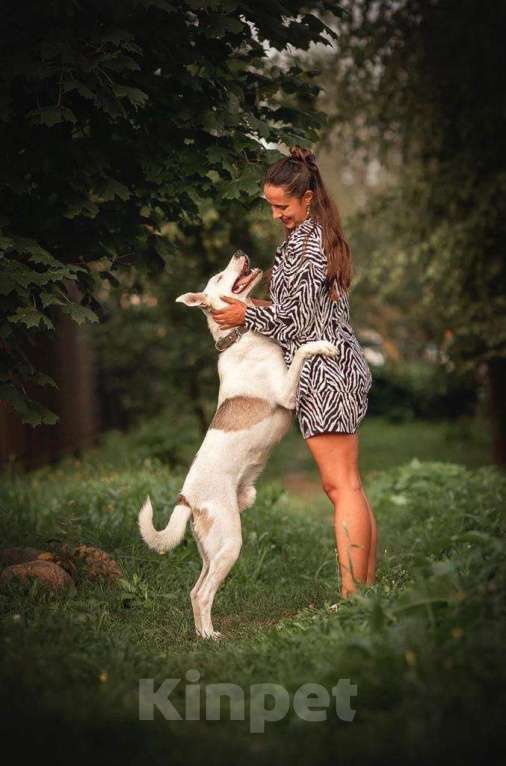 Собаки в Москве: Белый ласковый пёсель Этьен в самые добрые руки Мальчик, 1 руб. - фото 6