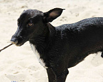 Собаки в Волгодонске: Пропала собака Мальчик, 10 000 руб. - фото 1