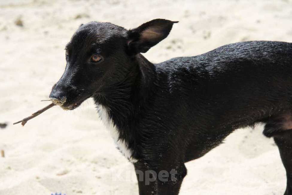 Собаки в Волгодонске: Пропала собака Мальчик, 10 000 руб. - фото 1