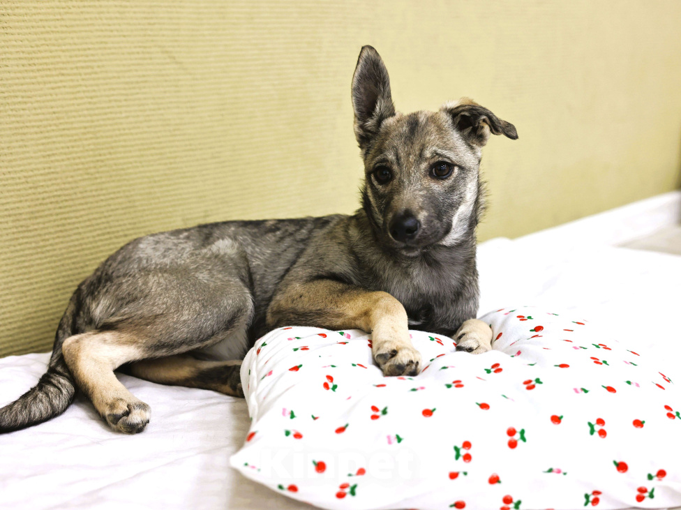 Собаки в Москве: Щенок бесплатно в Москве Девочка, Бесплатно - фото 4