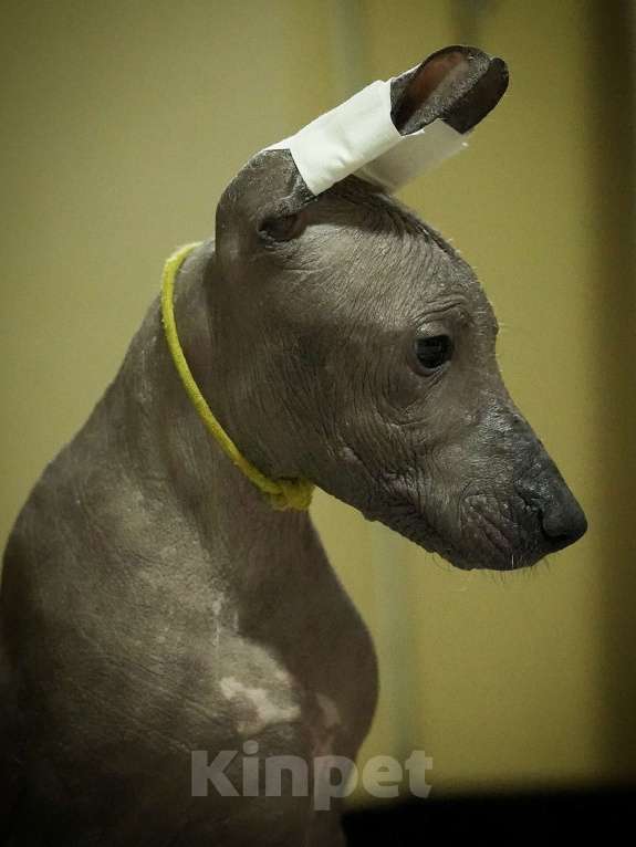 Собаки в Москве: Щенки Ксолоитцкуинтли стандартного размера  Мальчик, 70 000 руб. - фото 2