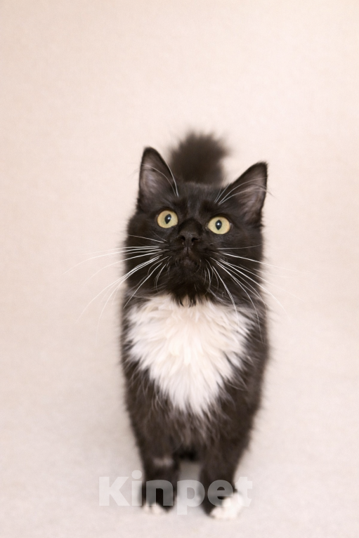 Кошки в Москве: Котенок Гвоздика скорее хочет на ручки Девочка, Бесплатно - фото 5