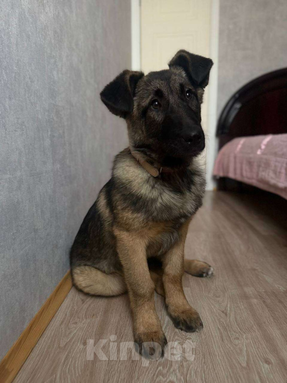 Собаки в Москве: Бельгийская овчарка,щенок в добрые руки  Девочка, Бесплатно - фото 3