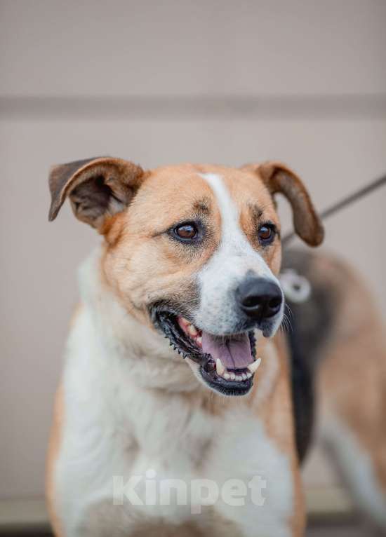 Собаки в Москве: Гаечка Девочка, Бесплатно - фото 5