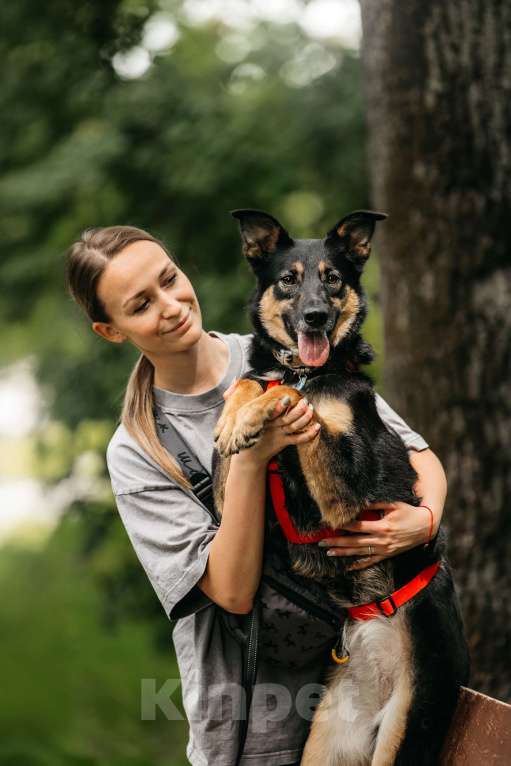 Собаки в Москве: Робкая Киви ищет дом Девочка, Бесплатно - фото 4
