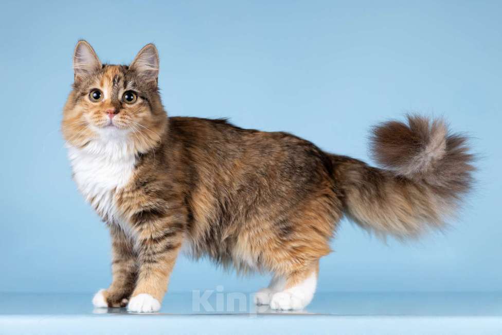 Кошки в Москве: Котята редких окрасов в добрые руки Мальчик, 1 руб. - фото 5