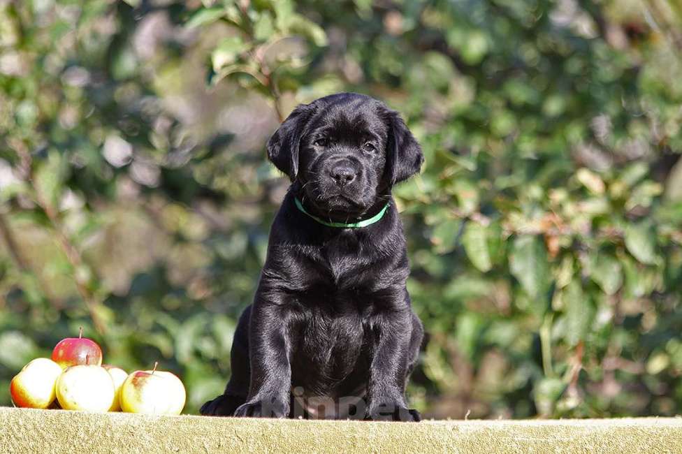 Собаки в Новороссийске: Лучший друг для активной семьи  Мальчик, Бесплатно - фото 5