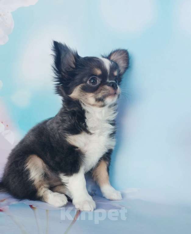 Собаки в Ногинске: Голубо- подпалая девочка Девочка, 55 000 руб. - фото 3