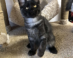 Кошки в Санкт-Петербурге: Котенок мейн-кун черный дым Almaz Diesel Power Мальчик, 80 000 руб. - фото 4
