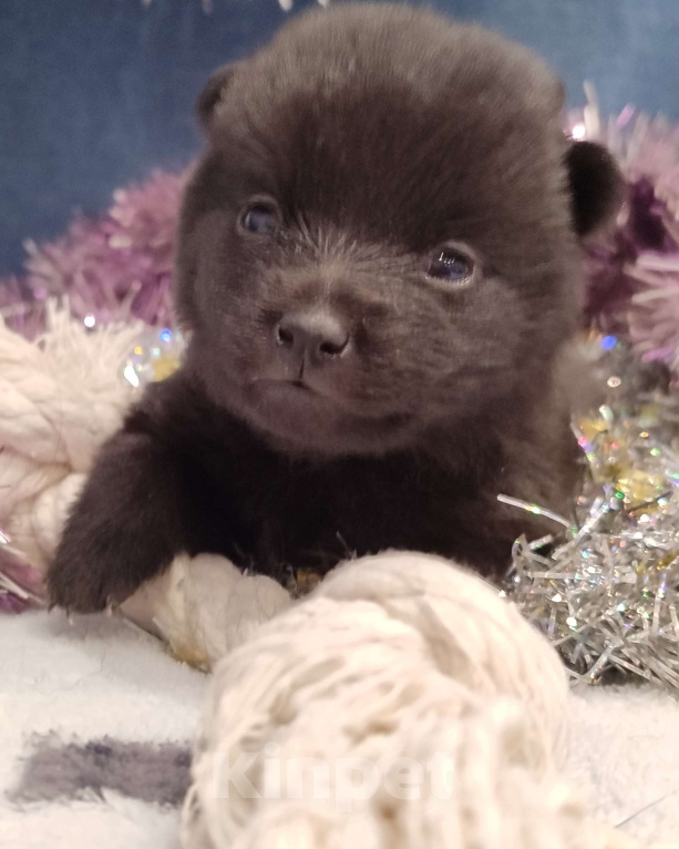 Собаки в Раменском: Щенки шипперке от титулованных родителей в домашних условиях (Красная) Девочка, 80 000 руб. - фото 1