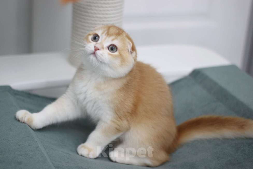 Кошки в Москве: Гарфилд Мальчик, 35 000 руб. - фото 1